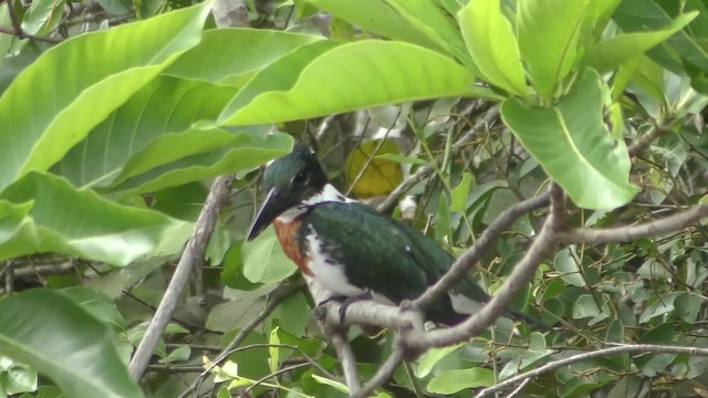 Amazon Kingfisher - ML201158621