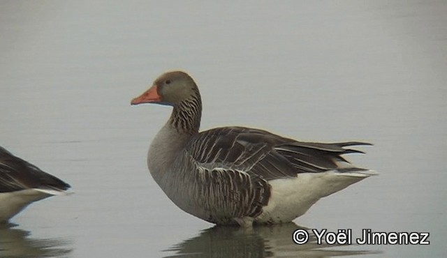 Graylag Goose (European) - ML201159111