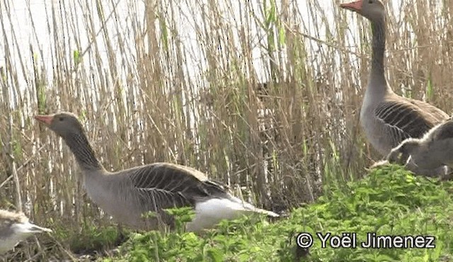 Graylag Goose (European) - ML201159121
