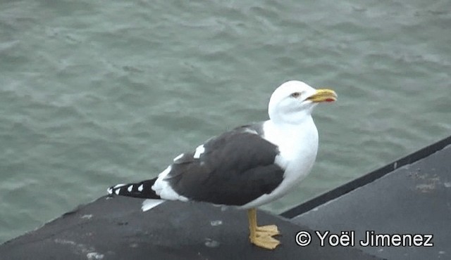 Lesser Black-backed Gull - ML201159171