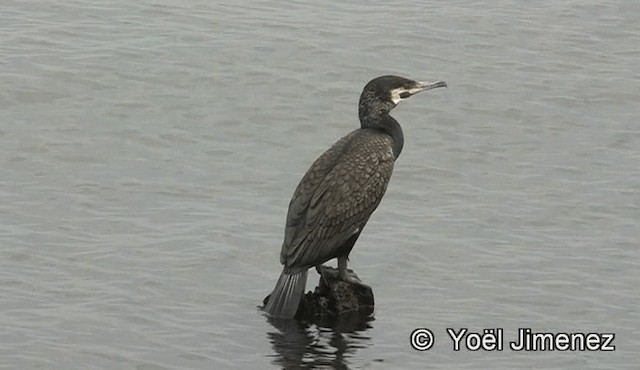 Great Cormorant - ML201159211