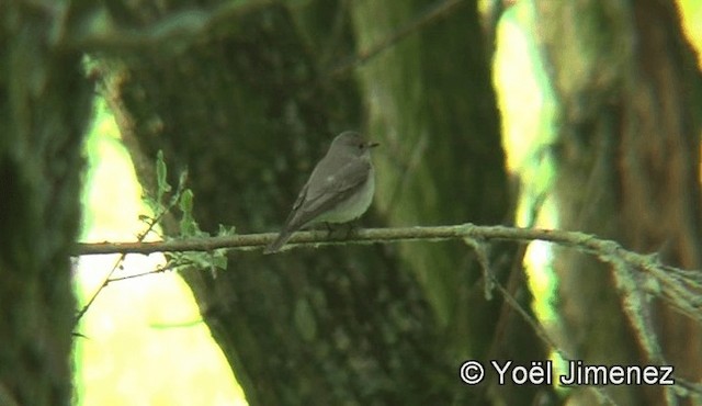 Spotted Flycatcher (Spotted) - ML201159221