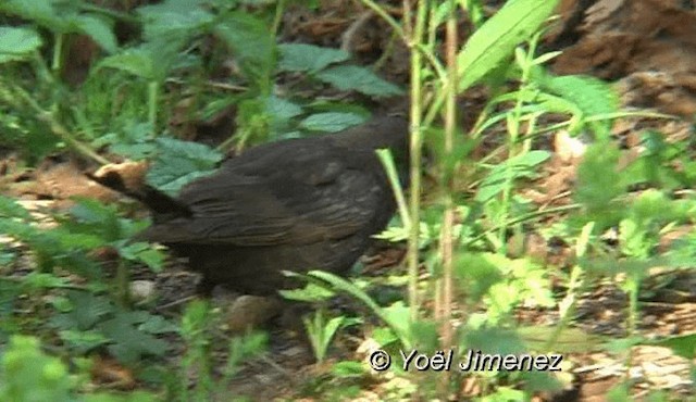 Eurasian Blackbird - ML201159261