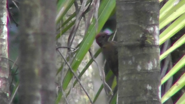 Smoky-brown Woodpecker - ML201159541