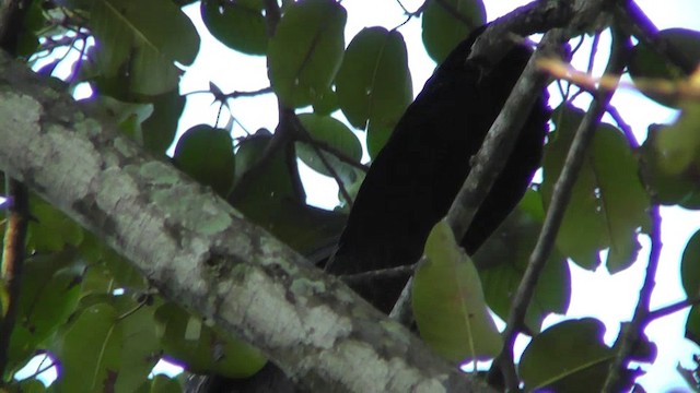Crested Guan - ML201159601