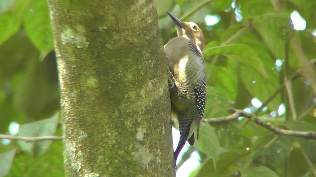 Golden-fronted Woodpecker - ML201159631