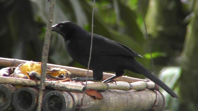 Melodious Blackbird - ML201159641