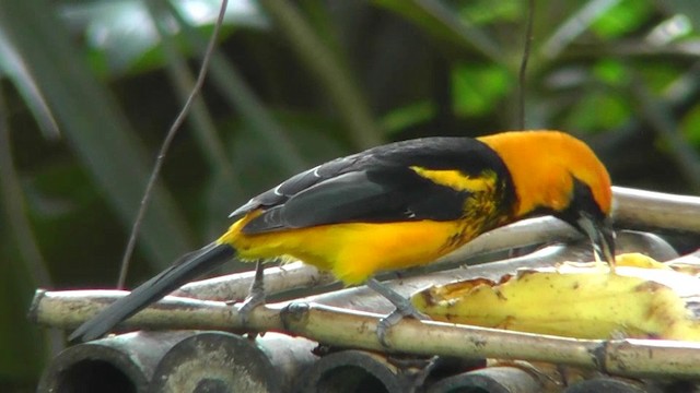 Spot-breasted Oriole - ML201159691