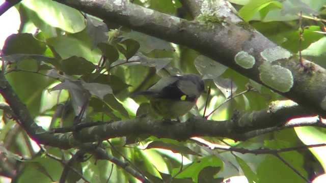 Yellow-winged Tanager - ML201159721
