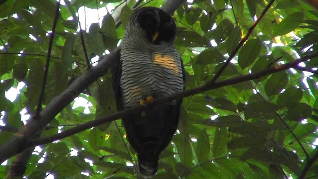 Black-and-white Owl - ML201159841