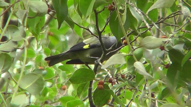Yellow-winged Tanager - ML201159951