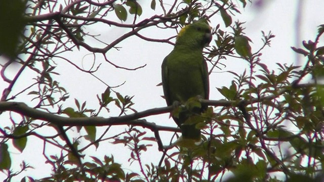 Yellow-naped Parrot - ML201159971