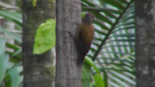 Smoky-brown Woodpecker - ML201160051