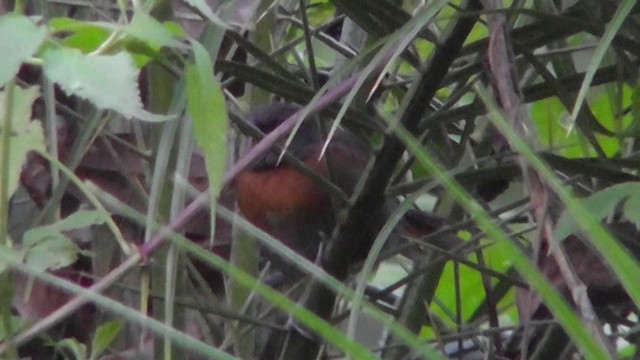 Rufous-breasted Spinetail - ML201160061