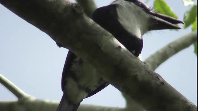 White-necked Puffbird - ML201160091