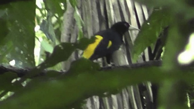 Yellow-rumped Cacique (Western) - ML201160121