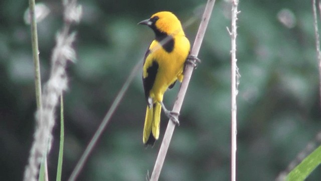 Yellow-tailed Oriole - ML201160131