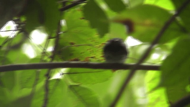 Black-crowned Antshrike - ML201160321