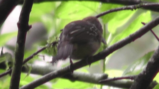 Black-crowned Antshrike - ML201160351