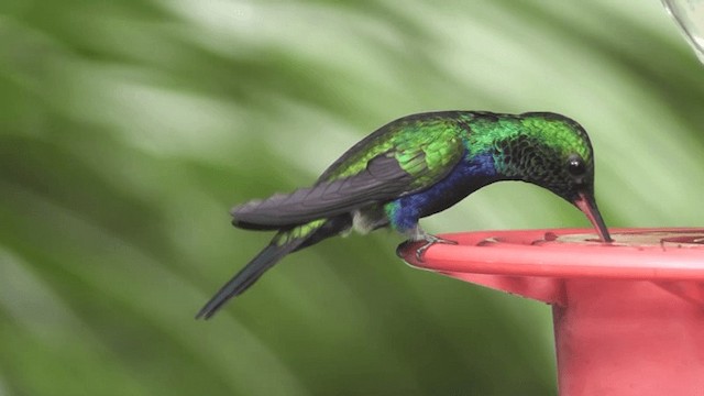 Violet-bellied Hummingbird - ML201160391