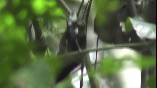 Tropfenflügel-Ameisenfänger [boucardi-Gruppe] - ML201160551