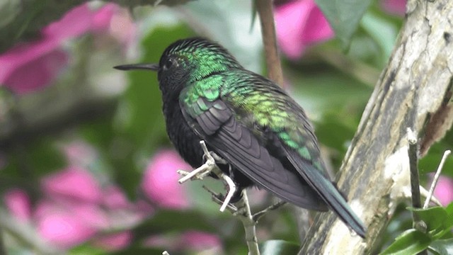 Violet-bellied Hummingbird - ML201160721