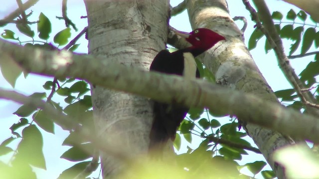 Cream-backed Woodpecker - ML201160861