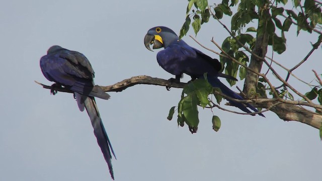 Hyacinth Macaw - ML201161031