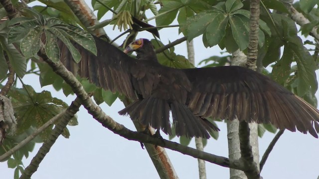Lesser Yellow-headed Vulture - ML201161061