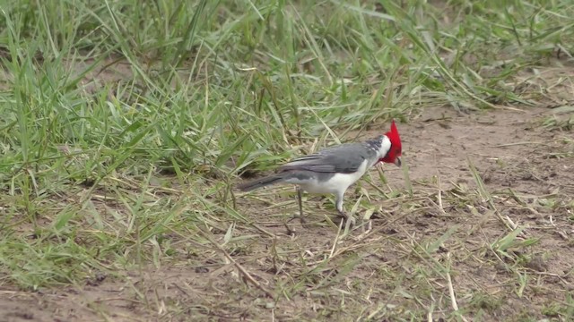 Red-crested Cardinal - ML201161221