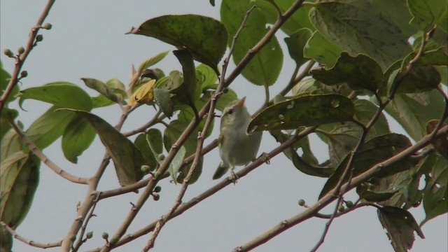 Kloss's Leaf Warbler - ML201161291