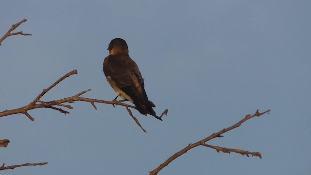 Southern Rough-winged Swallow - ML201161431