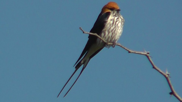 Lesser Striped Swallow - ML201162221