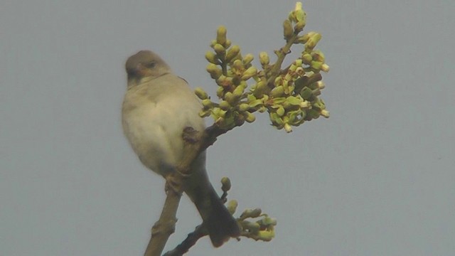 Southern Gray-headed Sparrow - ML201162241