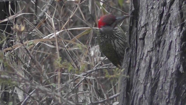 Golden-tailed Woodpecker - ML201162251
