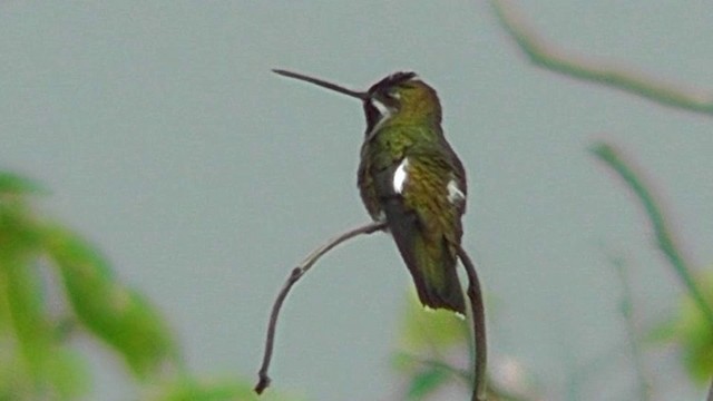 kolibřík hvězdohrdlý - ML201162401