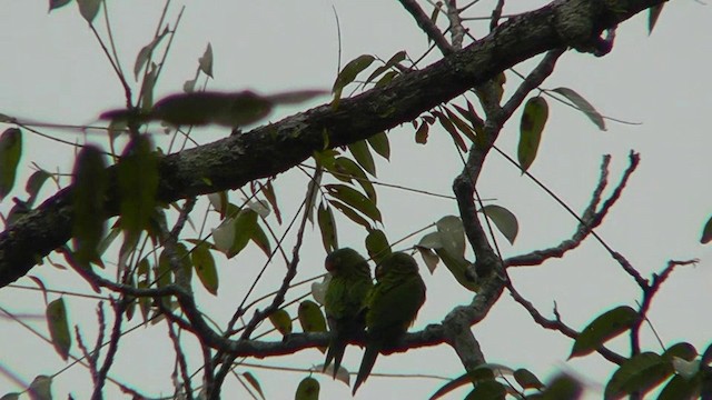 Turuncu Alınlı Papağan - ML201162431
