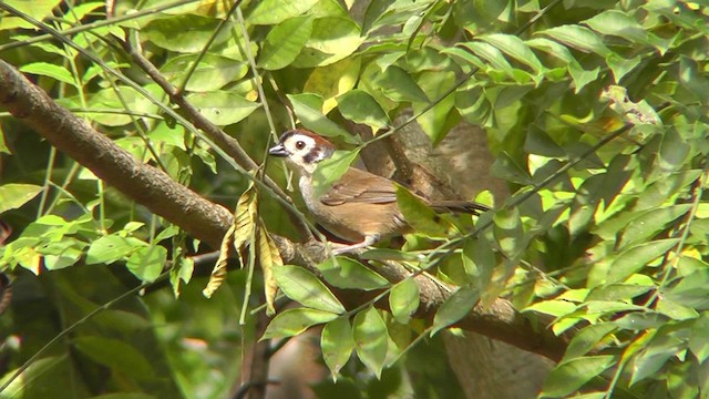 White-faced Ground-Sparrow - ML201162621