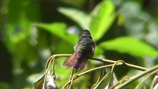 Berylline Hummingbird - ML201162791