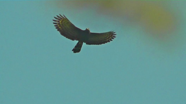 Águila Negra - ML201162801