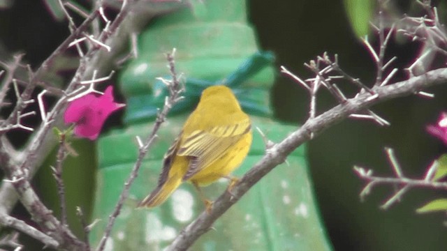 Yellow Warbler - ML201162851