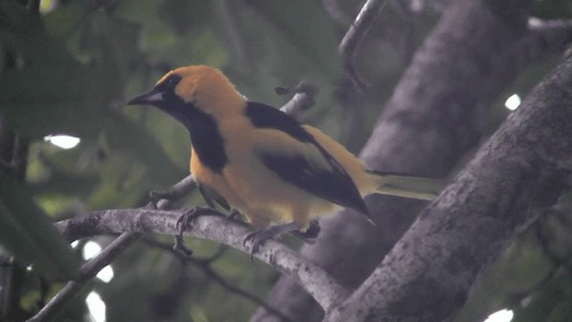 Yellow-tailed Oriole - ML201162861