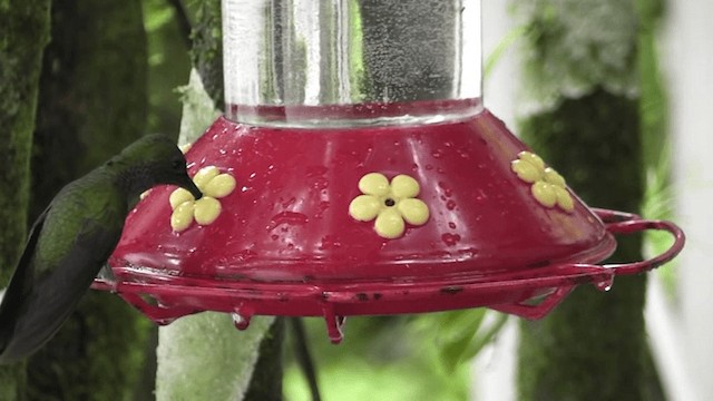 kolibřík bělořitý - ML201162871