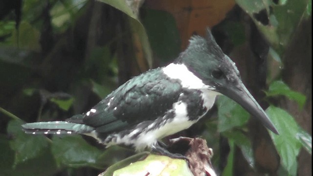 Amazon Kingfisher - ML201162891