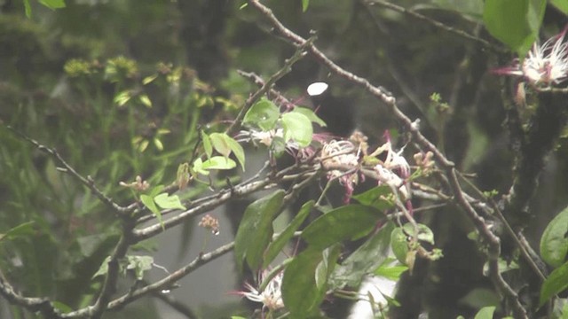 kolibřík běločelý - ML201163291