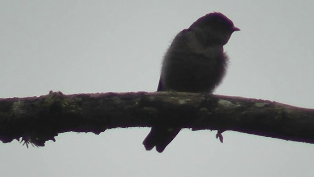 White-thighed Swallow - ML201163331