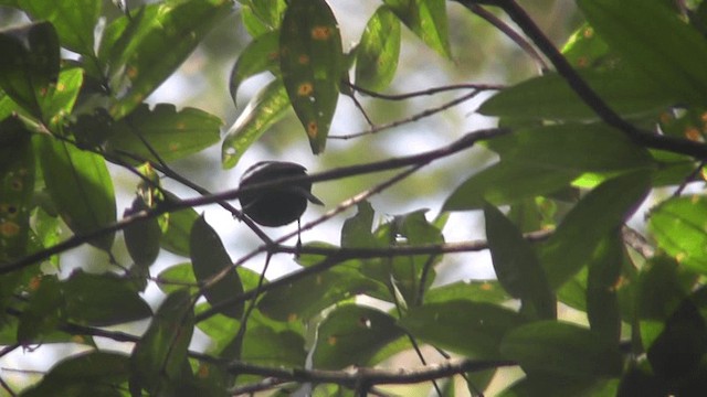 White-shouldered Tanager - ML201163351
