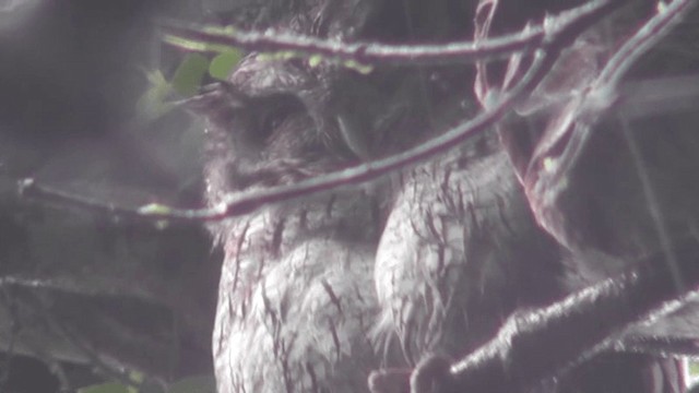 Tropical Screech-Owl - ML201163361