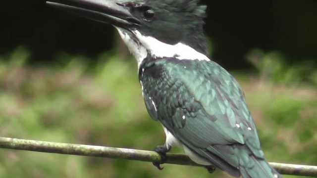 Amazon Kingfisher - ML201163481