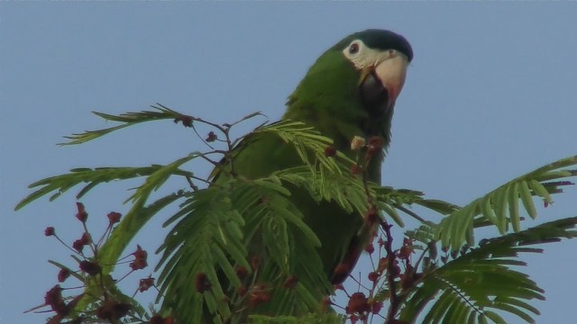 Red-shouldered Macaw (Southern) - ML201163501